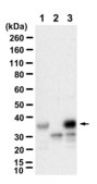Anti-ATF1 Antibody, clone 1N21 ZooMAb® Rabbit Monoclonal recombinant, expressed in HEK 293 cells