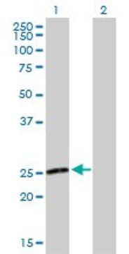 Anti-NXNL1 antibody produced in mouse purified immunoglobulin, buffered aqueous solution