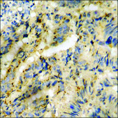 Anti-phospho-GRK2 (pSer685) antibody produced in rabbit affinity isolated antibody
