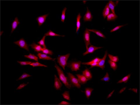 Monoclonal Anti-Hsf1 antibody produced in rat clone 4B4, purified immunoglobulin