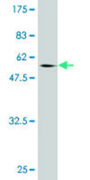 Monoclonal Anti-NCOA5 antibody produced in mouse clone 1E9, purified immunoglobulin, buffered aqueous solution