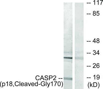 Anti-CASP2 (p18, Cleaved-Gly170) antibody produced in rabbit affinity isolated antibody