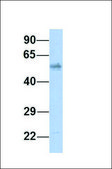 Anti-PAX1 (ab1) antibody produced in rabbit affinity isolated antibody