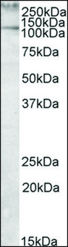 Anti-TLN1 antibody produced in goat affinity isolated antibody, buffered aqueous solution