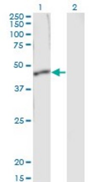 Monoclonal Anti-SERPINB1 antibody produced in mouse clone 4A7, purified immunoglobulin, buffered aqueous solution