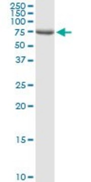 Anti-DLL1 antibody produced in rabbit purified immunoglobulin, buffered aqueous solution