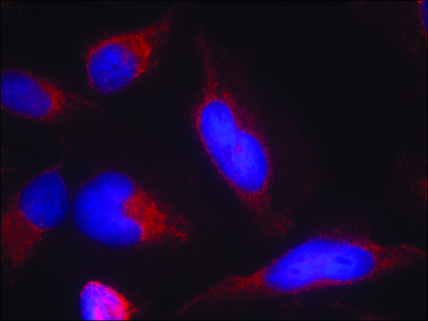 Anti-FLT3 (Ab-591) antibody produced in rabbit affinity isolated antibody