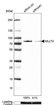 Anti-MLLT3 antibody produced in rabbit Prestige Antibodies&#174; Powered by Atlas Antibodies, affinity isolated antibody, buffered aqueous glycerol solution