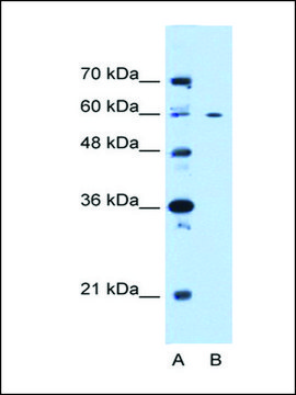 Anti-CEP55 affinity isolated antibody