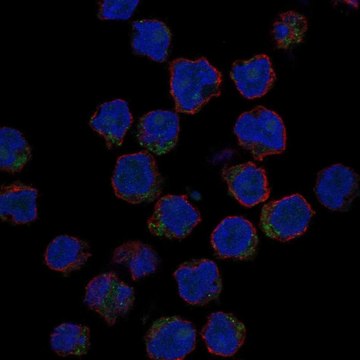 Anti-Cd1E Antibody Produced In Rabbit Prestige Antibodies&#174; Powered by Atlas Antibodies, affinity isolated antibody, buffered aqueous glycerol solution