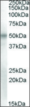 Anti-POU3F1 antibody produced in goat affinity isolated antibody, buffered aqueous solution