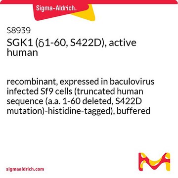 SGK1 (&#948;1-60, S422D), active human recombinant, expressed in baculovirus infected Sf9 cells (truncated human sequence (a.a. 1-60 deleted, S422D mutation)-histidine-tagged), buffered aqueous solution