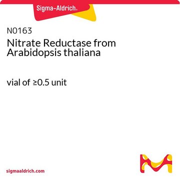 Nitrate Reductase from Arabidopsis thaliana vial of &#8805;0.5&#160;unit