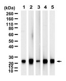 Anti-GPX1 Antibody, clone 1J19 ZooMAb® Rabbit Monoclonal recombinant, expressed in HEK 293 cells