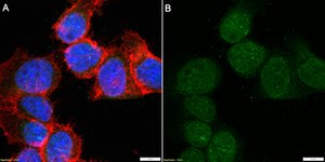 Anti-FAN1 Antibody, clone 2B15 ZooMAb® Rabbit Monoclonal recombinant, expressed in HEK 293 cells