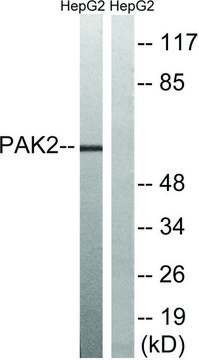 Anti-PAK2 antibody produced in rabbit affinity isolated antibody