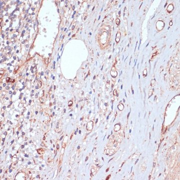 Anti-CD34 antibody produced in rabbit