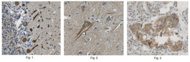 Anti-Cav1.2 alpha1c, clone 8F9.1 Antibody clone 8F9.1, from mouse