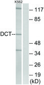 Anti-DCT antibody produced in rabbit affinity isolated antibody
