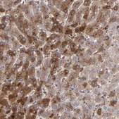 Anti-LRG1 antibody produced in rabbit Ab1, Prestige Antibodies® Powered by Atlas Antibodies, affinity isolated antibody, buffered aqueous glycerol solution