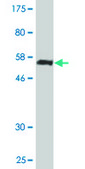 Monoclonal Anti-PGLS antibody produced in mouse clone 2D9, purified immunoglobulin, buffered aqueous solution