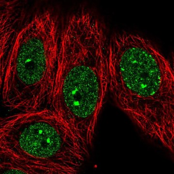 Anti-EHMT1 antibody produced in rabbit Prestige Antibodies&#174; Powered by Atlas Antibodies, affinity isolated antibody