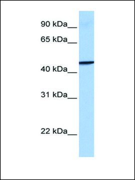 Anti-GBP4 antibody produced in rabbit affinity isolated antibody