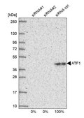 Anti-ATF1 antibody produced in rabbit Prestige Antibodies® Powered by Atlas Antibodies, affinity isolated antibody, buffered aqueous glycerol solution