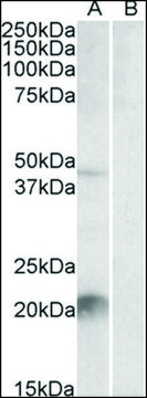 Anti-Klk6 (C-terminal) antibody produced in goat affinity isolated antibody, buffered aqueous solution