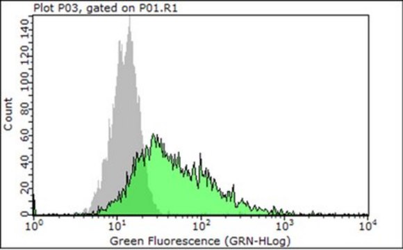 Anti-Integrin &#946;1 Antibody, clone P5D2 (Azide Free)| MAB1959 clone P5D2, Chemicon&#174;, from mouse