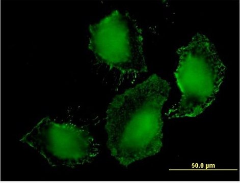 Monoclonal Anti-TLR9 antibody produced in mouse clone 1E8, purified immunoglobulin, buffered aqueous solution