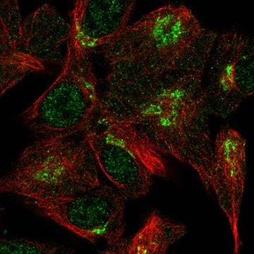 Anti-VPS54 antibody produced in rabbit Prestige Antibodies&#174; Powered by Atlas Antibodies, affinity isolated antibody