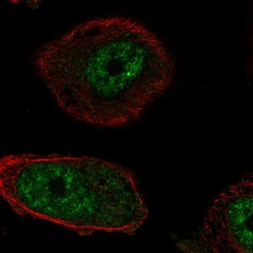 Anti-RTEL1 antibody produced in rabbit Prestige Antibodies&#174; Powered by Atlas Antibodies, affinity isolated antibody