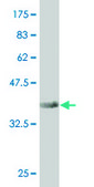 Monoclonal Anti-DND1 antibody produced in mouse clone 1F7, purified immunoglobulin, buffered aqueous solution