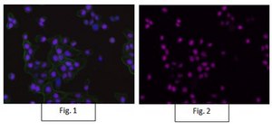 Anti-RNA polymerase II Antibody, clone CTD4H8, Alexa Fluor™ 647 Conjugate clone CTD4H8, from mouse, ALEXA FLUOR™ 647