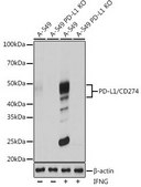 Anti- PD-L1/CD274 antibody produced in rabbit