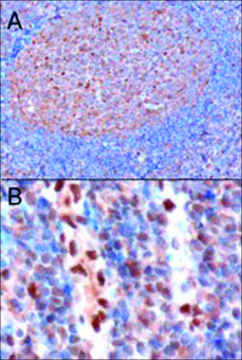 Anti-GAPDH, C-Terminal antibody produced in goat affinity isolated antibody, buffered aqueous solution