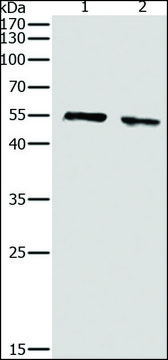 Anti-pan-AKT antibody produced in rabbit affinity isolated antibody