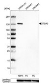 Monoclonal Anti-ITGA3 antibody produced in mouse Prestige Antibodies® Powered by Atlas Antibodies, clone CL6937, purified immunoglobulin, buffered aqueous glycerol solution
