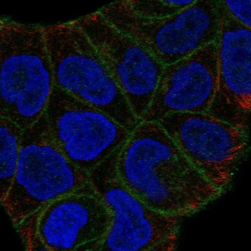 Anti-SLITRK6 antibody produced in rabbit Prestige Antibodies&#174; Powered by Atlas Antibodies, affinity isolated antibody