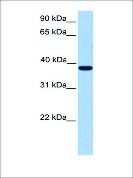 Anti-MEIS1 antibody produced in rabbit affinity isolated antibody