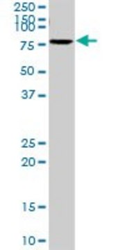 Anti-SLC6A4 antibody produced in rabbit purified immunoglobulin, buffered aqueous solution