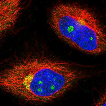 抗-NCOA4 兔抗 Prestige Antibodies&#174; Powered by Atlas Antibodies, affinity isolated antibody