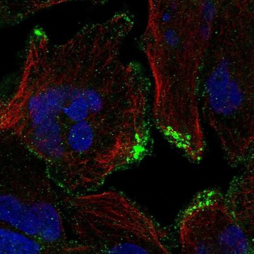 Anti-CASKIN2 antibody produced in rabbit Prestige Antibodies&#174; Powered by Atlas Antibodies, affinity isolated antibody