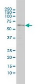 Monoclonal Anti-SRCRB4D antibody produced in mouse clone 3D9, purified immunoglobulin, buffered aqueous solution