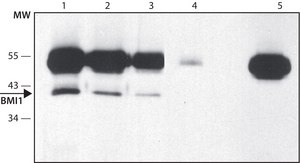 Anti-BMI1 (C-terminal) antibody produced in rabbit ~1.0 mg/mL, affinity isolated antibody, buffered aqueous glycerol solution
