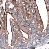 Anti-GPC6 antibody produced in rabbit Prestige Antibodies® Powered by Atlas Antibodies, affinity isolated antibody, buffered aqueous glycerol solution