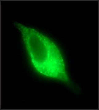 Anti-PSMA antibody, Mouse monoclonal clone 107-1A4, purified from hybridoma cell culture