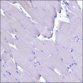 Anti-CXCL13 antibody produced in rabbit Prestige Antibodies® Powered by Atlas Antibodies, affinity isolated antibody, buffered aqueous glycerol solution