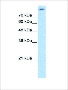 Anti-ALOX15B antibody produced in rabbit IgG fraction of antiserum